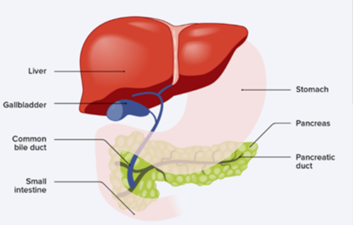 pancreas.png