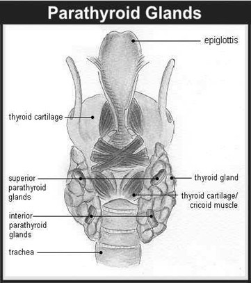 parathyroid1.jpg
