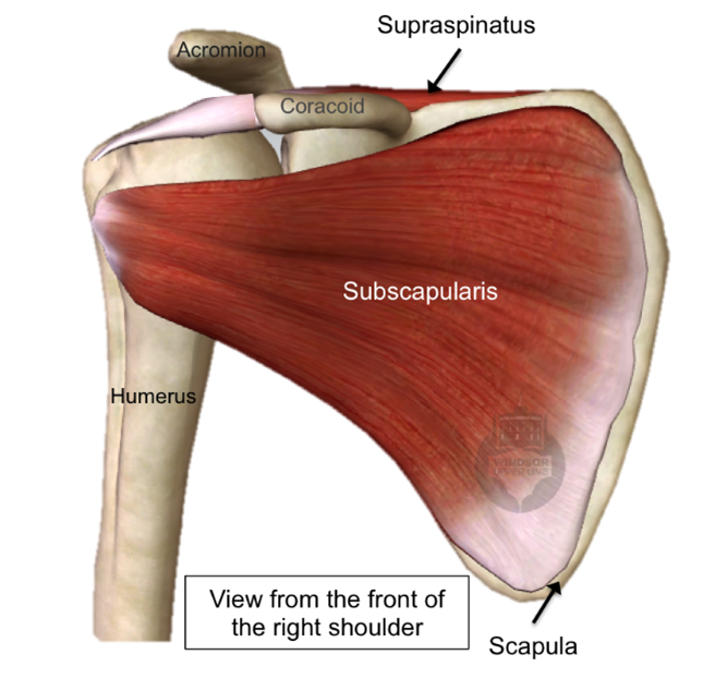 muscles of the rotator cuff.png