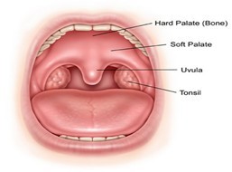palate 1.jpg