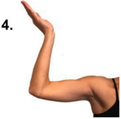 arm 4.png