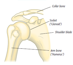 shoulder.png