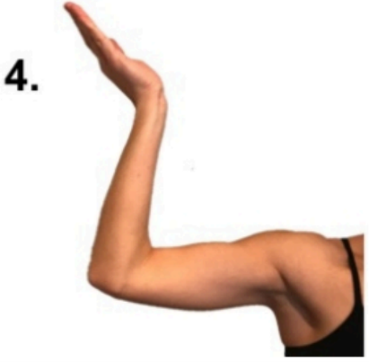 ulnar nerve 4.png