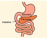 pancreas.jpg