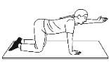 Four point Kneeling Upper Limb Raise 2.png
