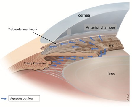 illustration of how aqueous flow in the anterior chamber.jpg