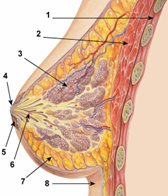 breast reduction 1.png