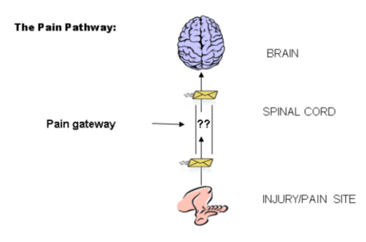 A picture showing the brain and spinal column with arrows showing the pathway for the pain receptors