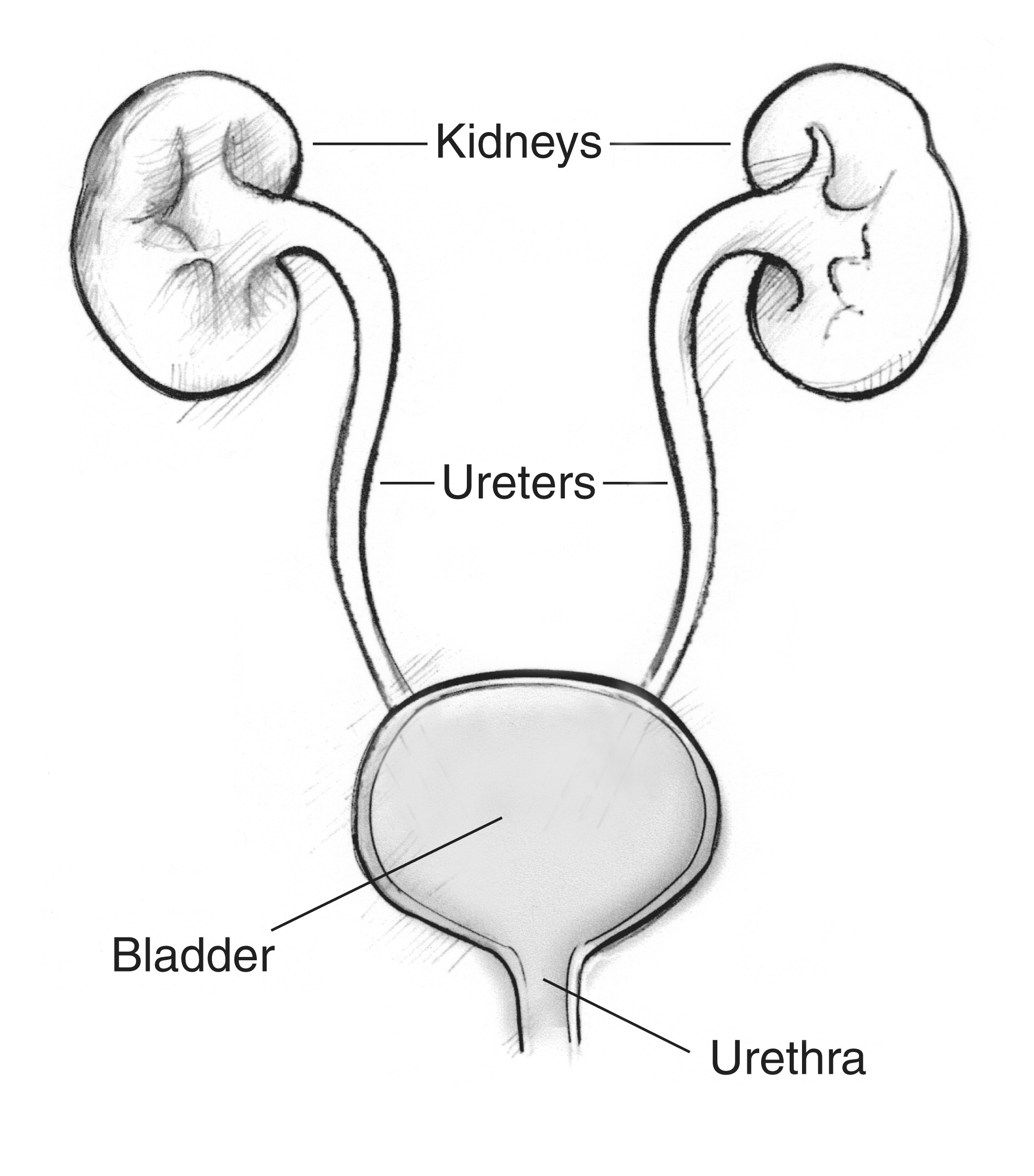 Kidney diagram NIDDK.jpg