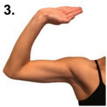 arm 3.png