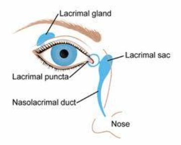diagram of the drainage system of the eye.png