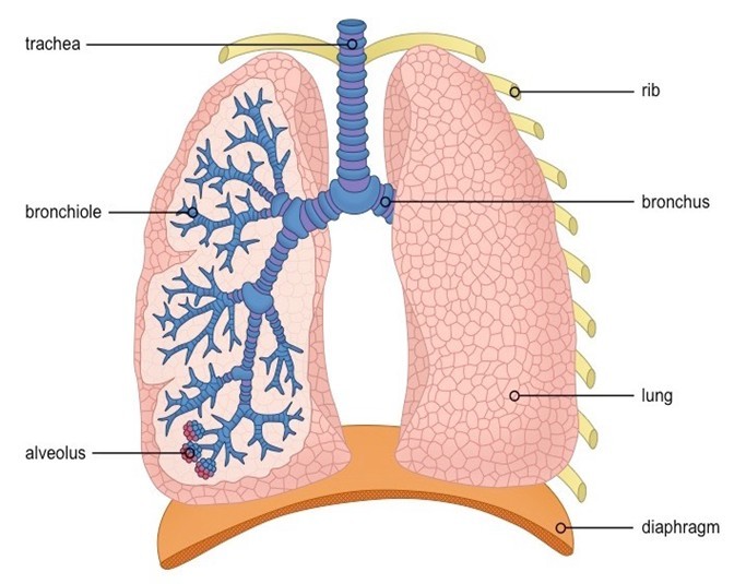 lungs 1.jpg
