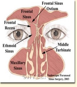 sinus1.jpg