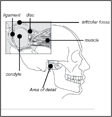 temporomandibular joint.png