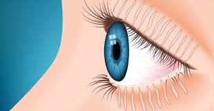 meibomian glands at both upper and lower eyelids.png