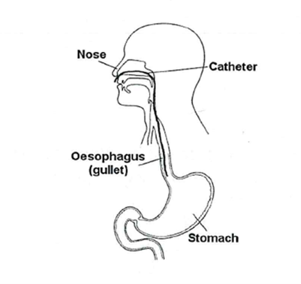 oesophagus 1.png