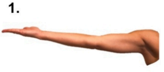 ulnar nerve 1.png