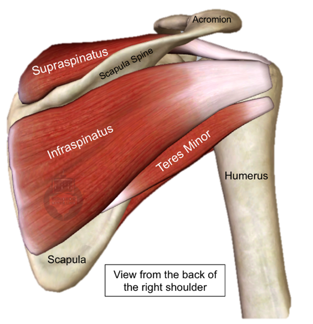 rotator cuff.png