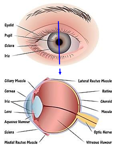 anatomy of an eye.png