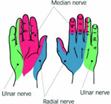 ulnar nerve picture.png