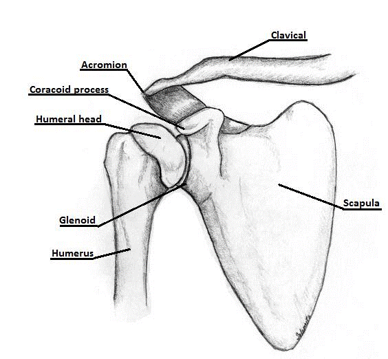 shoulder.png