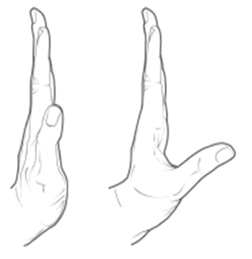 active thumb adduction and abduction.png