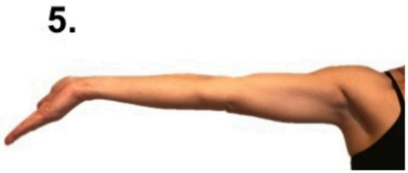 ulnar nerve 5.png