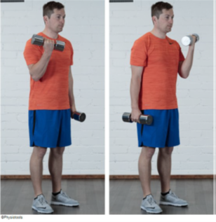 biceps curl.png