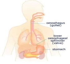 oesophagus.jpg