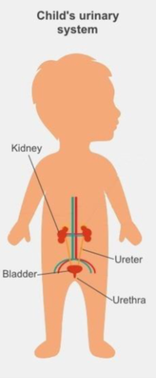 A picture of a child's urinary system